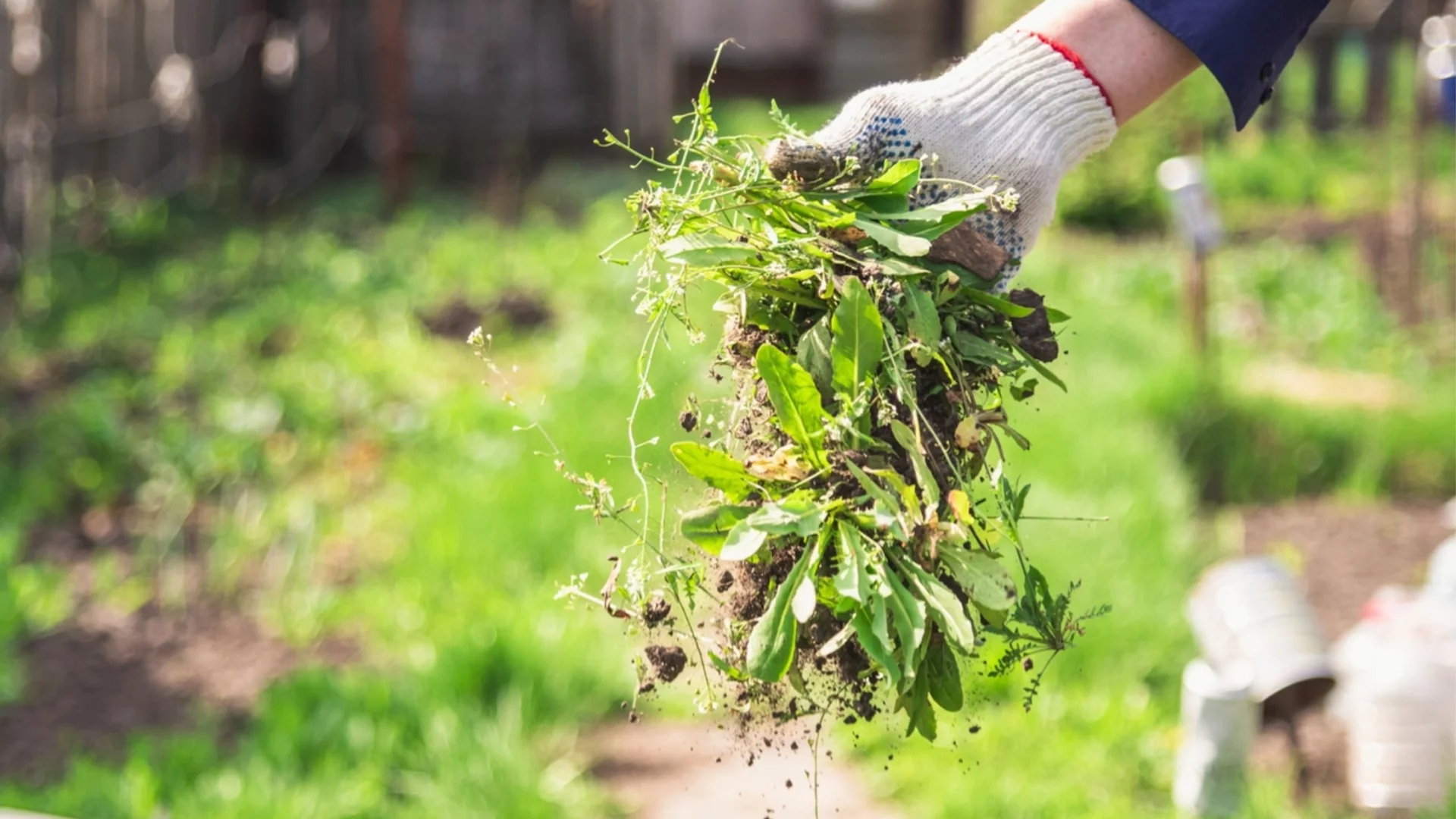 Как да се справим с първите плевели, преди да превземат градината