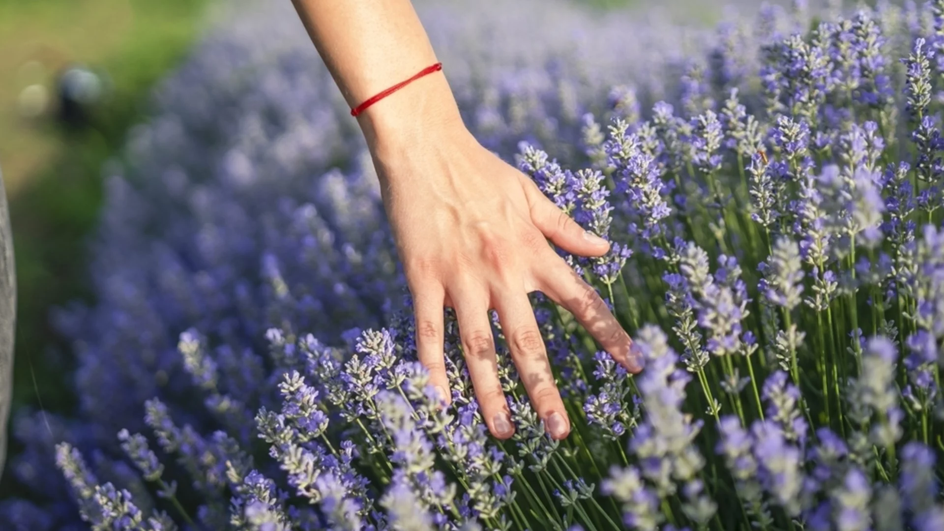 Храсти, които задължително трябва да подрежете през АПРИЛ