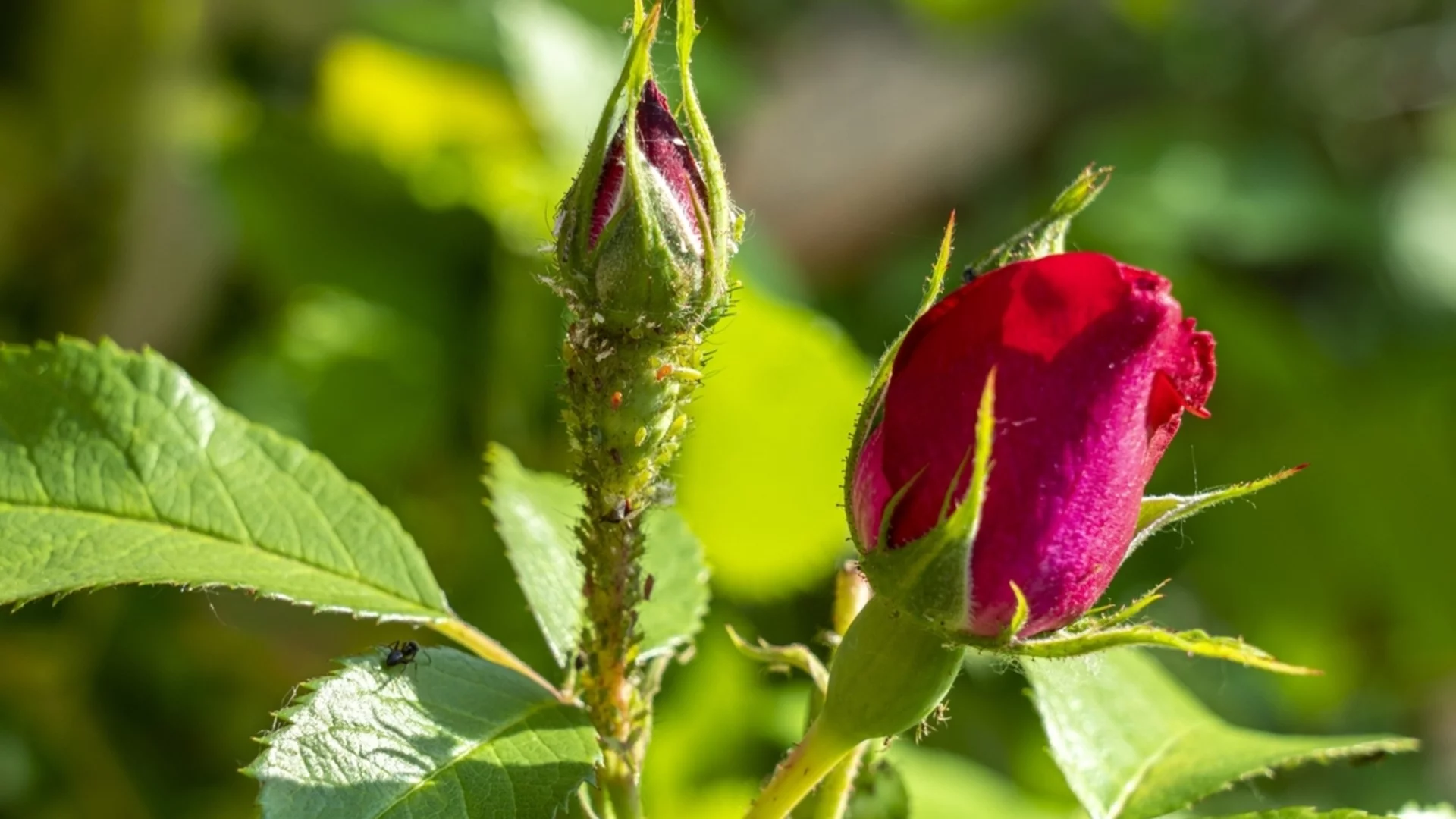 Как се подрязват розите за по-силен растеж и повече цвят
