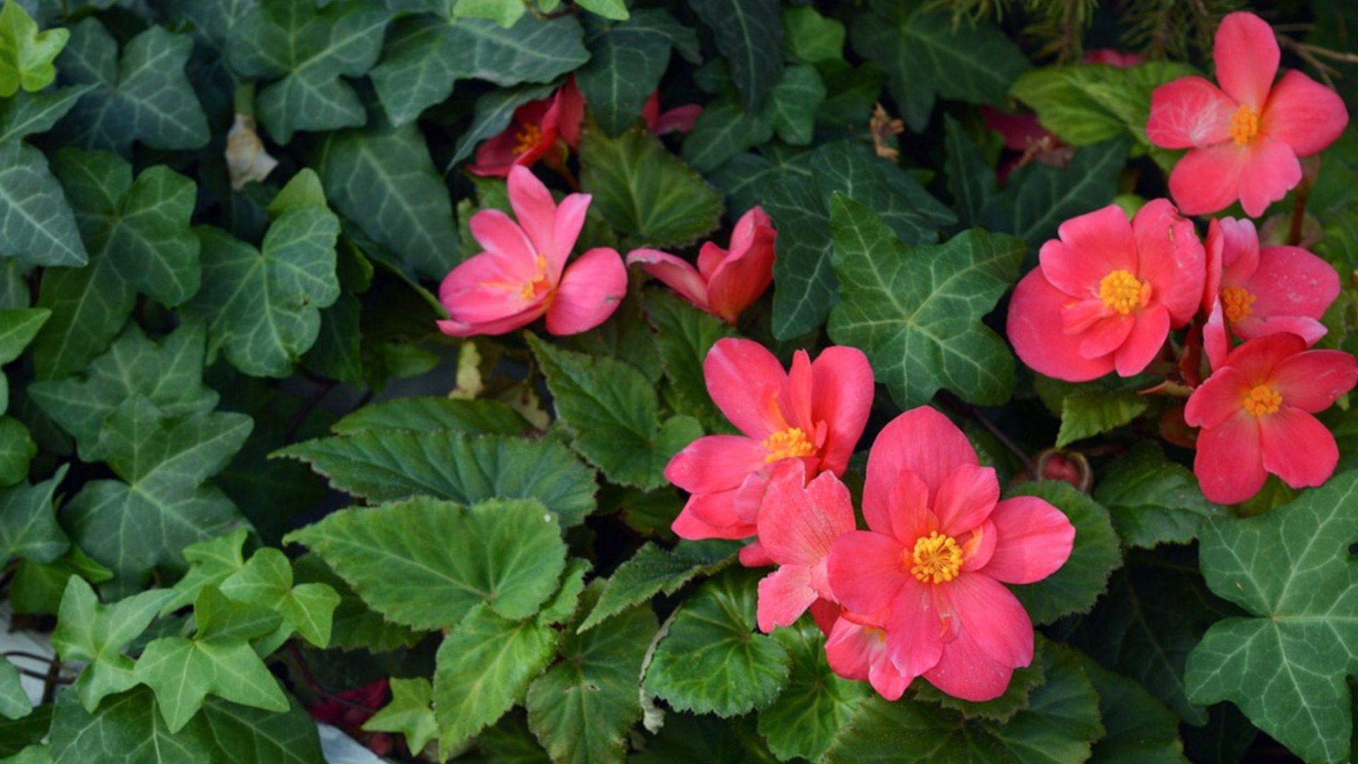 Как да размножавате бръшлян през пролетта