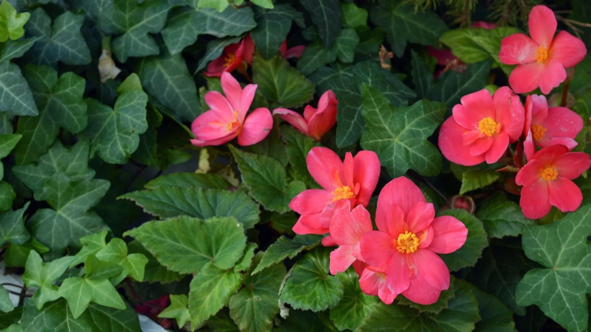 Как да размножавате бръшлян през пролетта