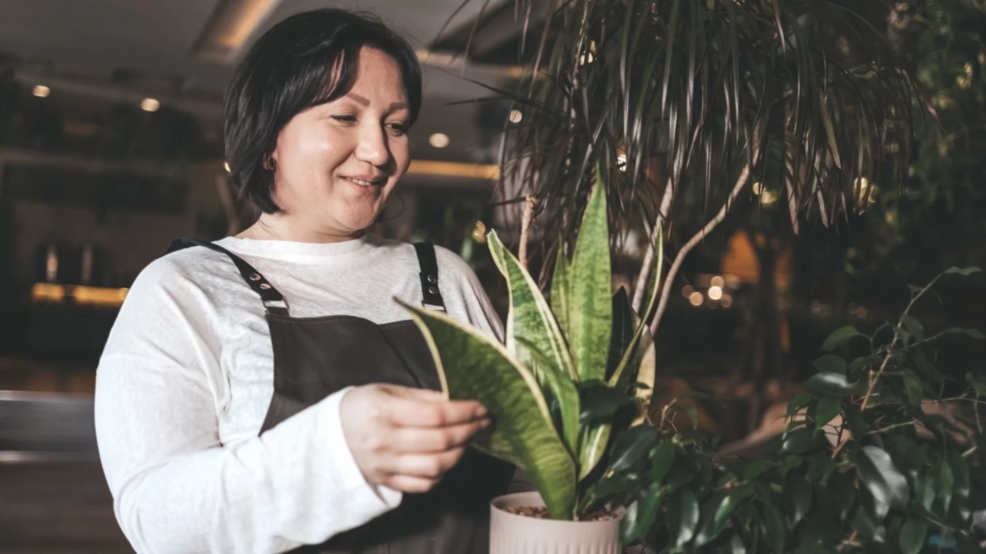 Колко често да поливате змийско растение за перфектен растеж