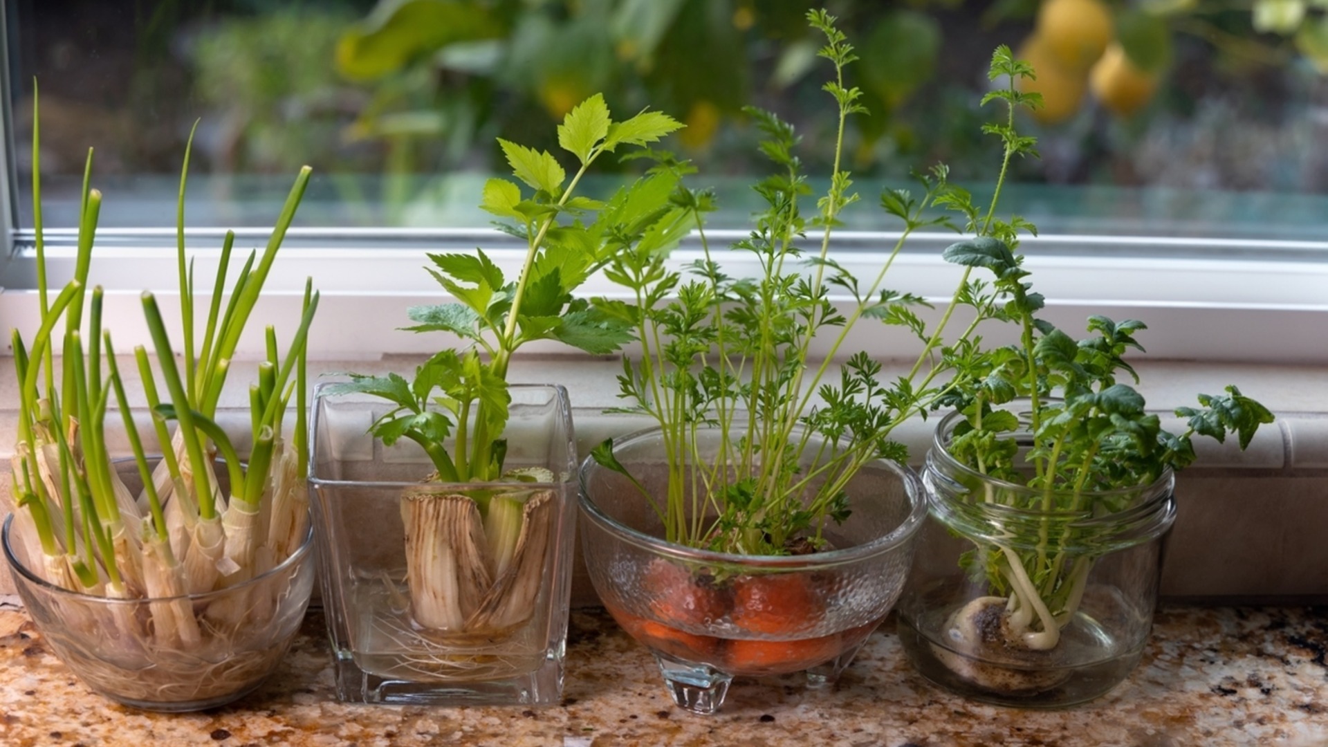 Кои билки е най-добре да засадим в началото на сезона