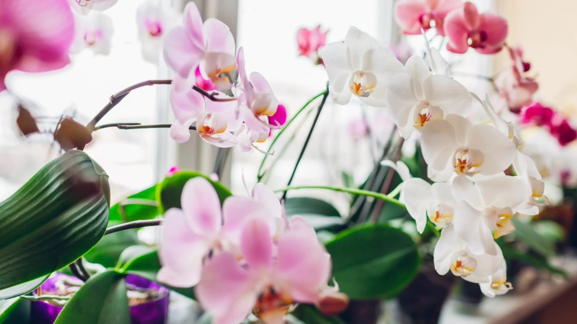 Как да размножите орхидеи за безкраен запас от цветя