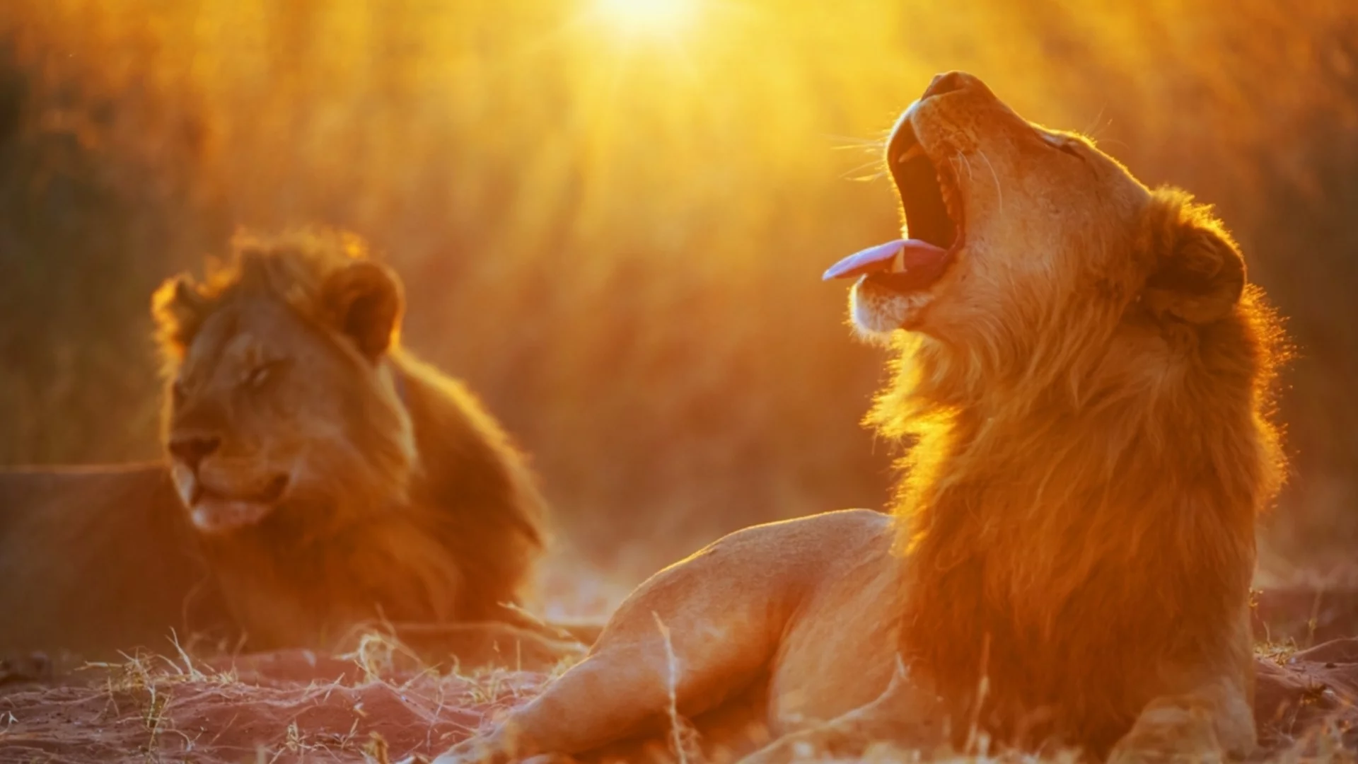 Хороскоп за днес, 15 април: Сряда дава лъвския пай от късмета на Лъвовете, а Рибите ще ловят риба в мътна вода