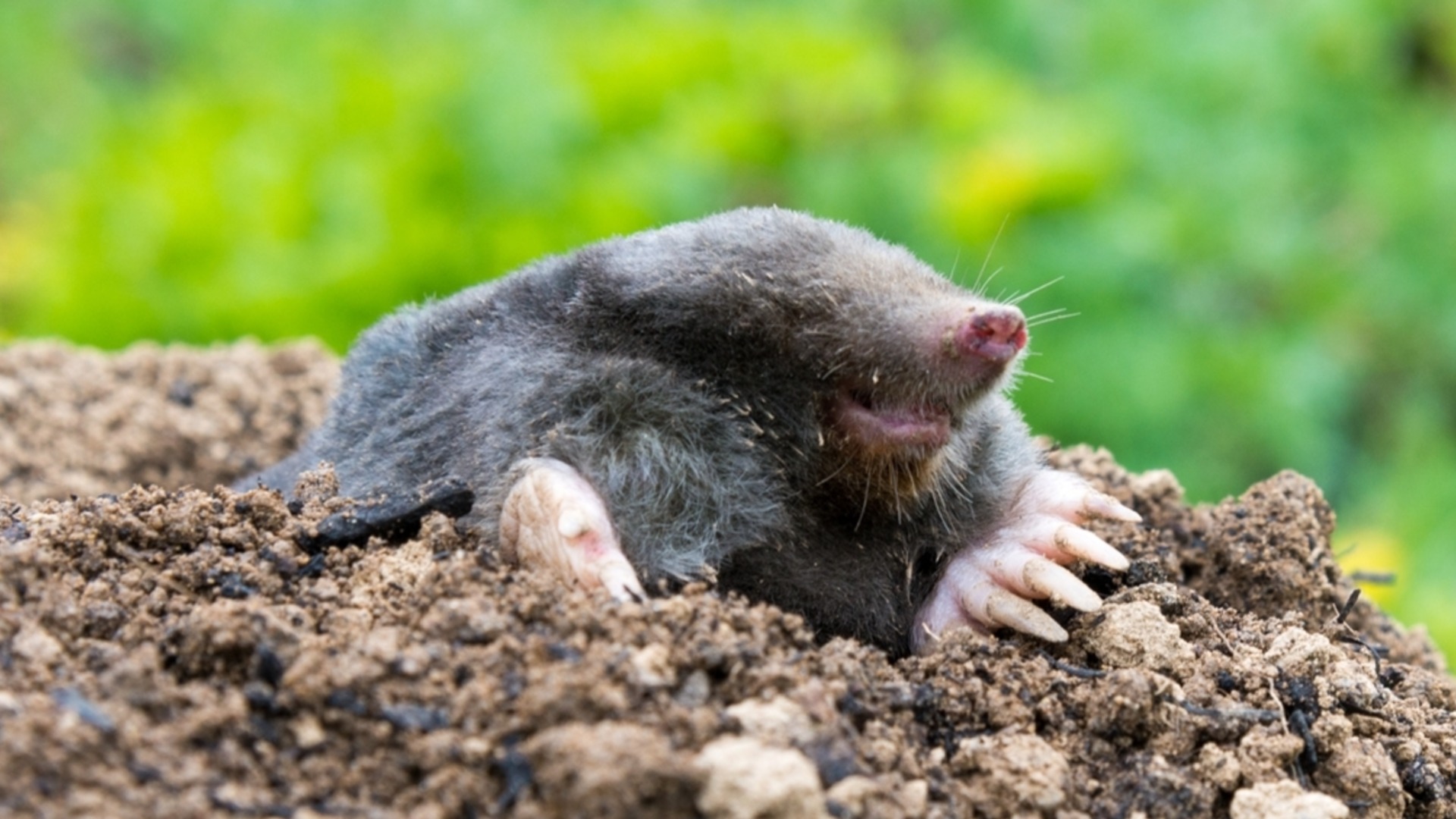 Как да използвате оцет, за да държите къртиците далеч от градината