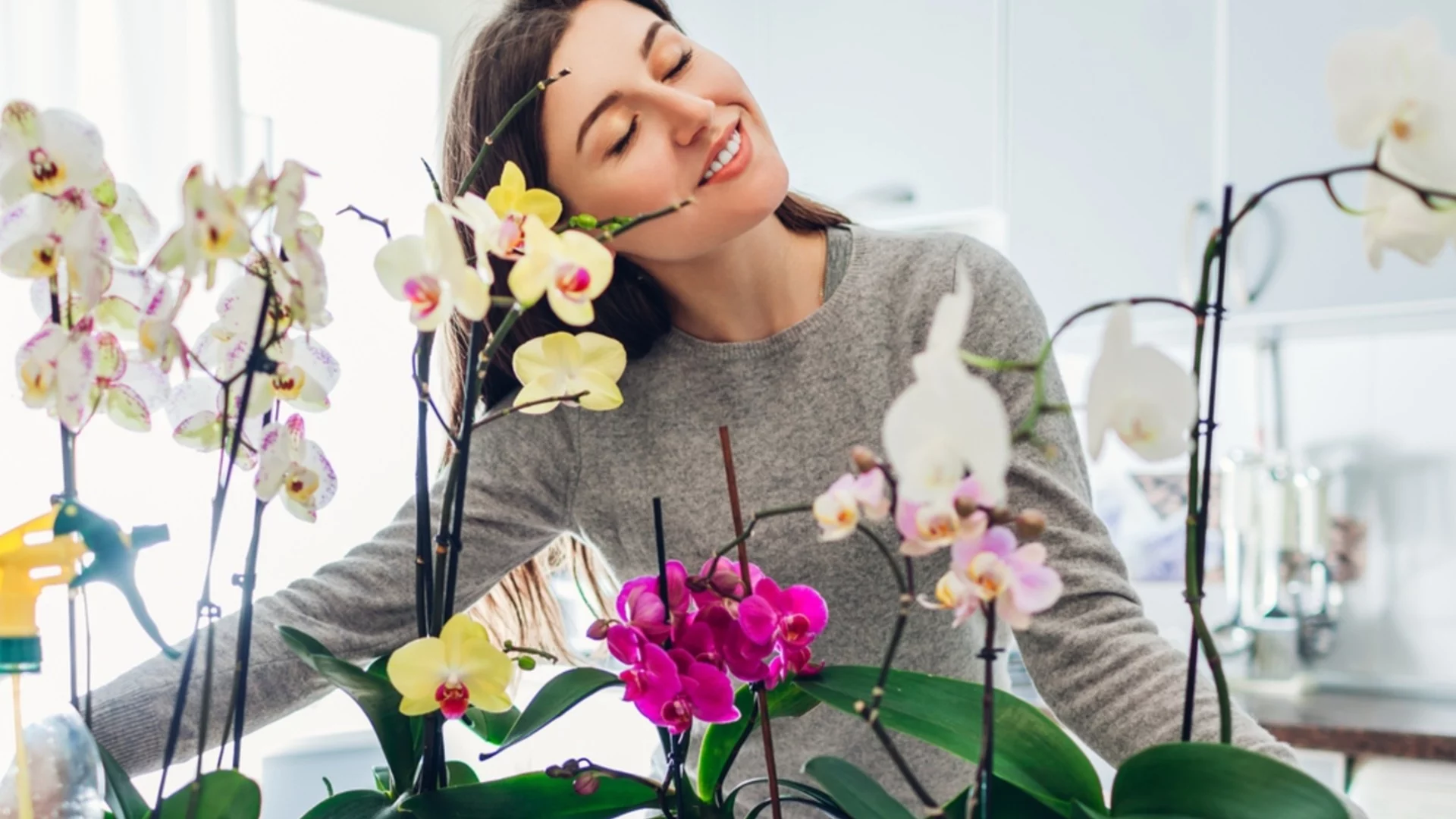 Как да съживим умираща орхидея, за да процъфтява десетилетия