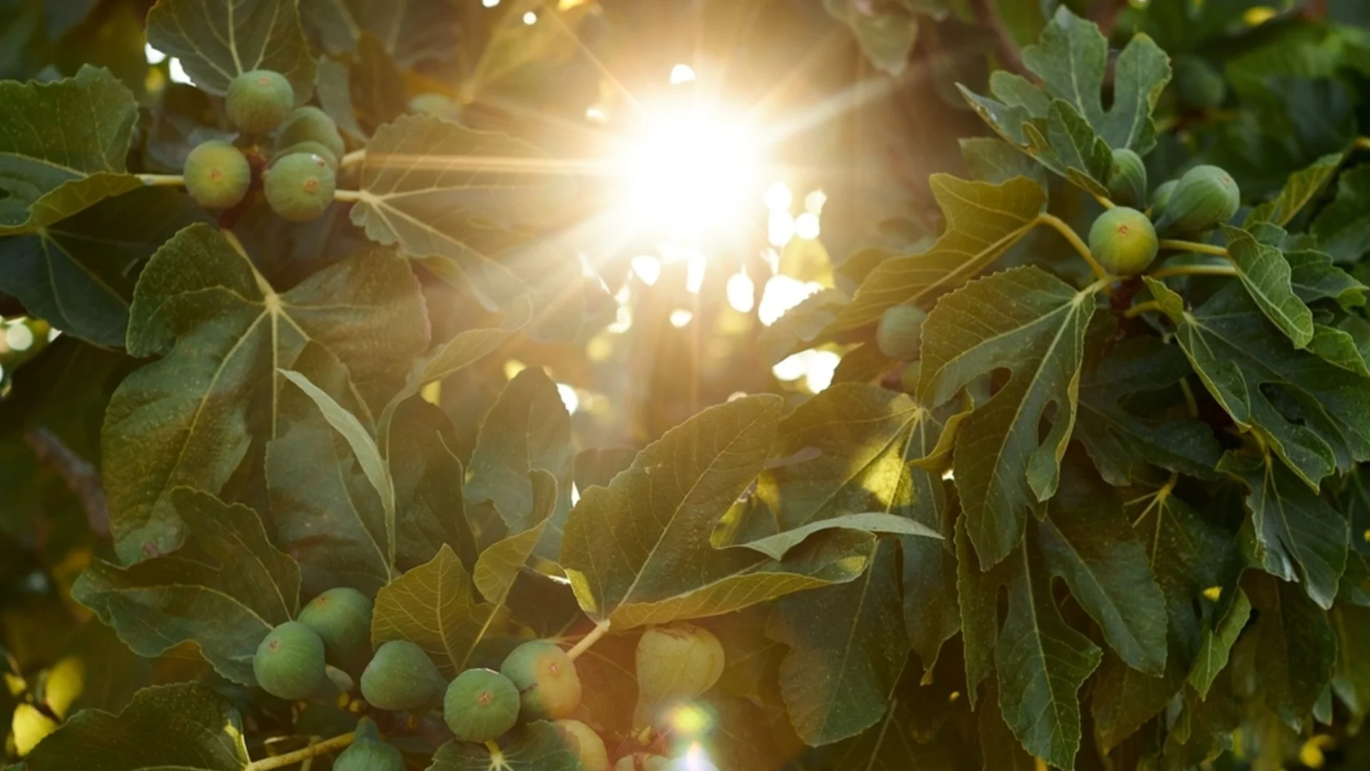 Овощни дървета, които виреят чудесно в глинеста почва