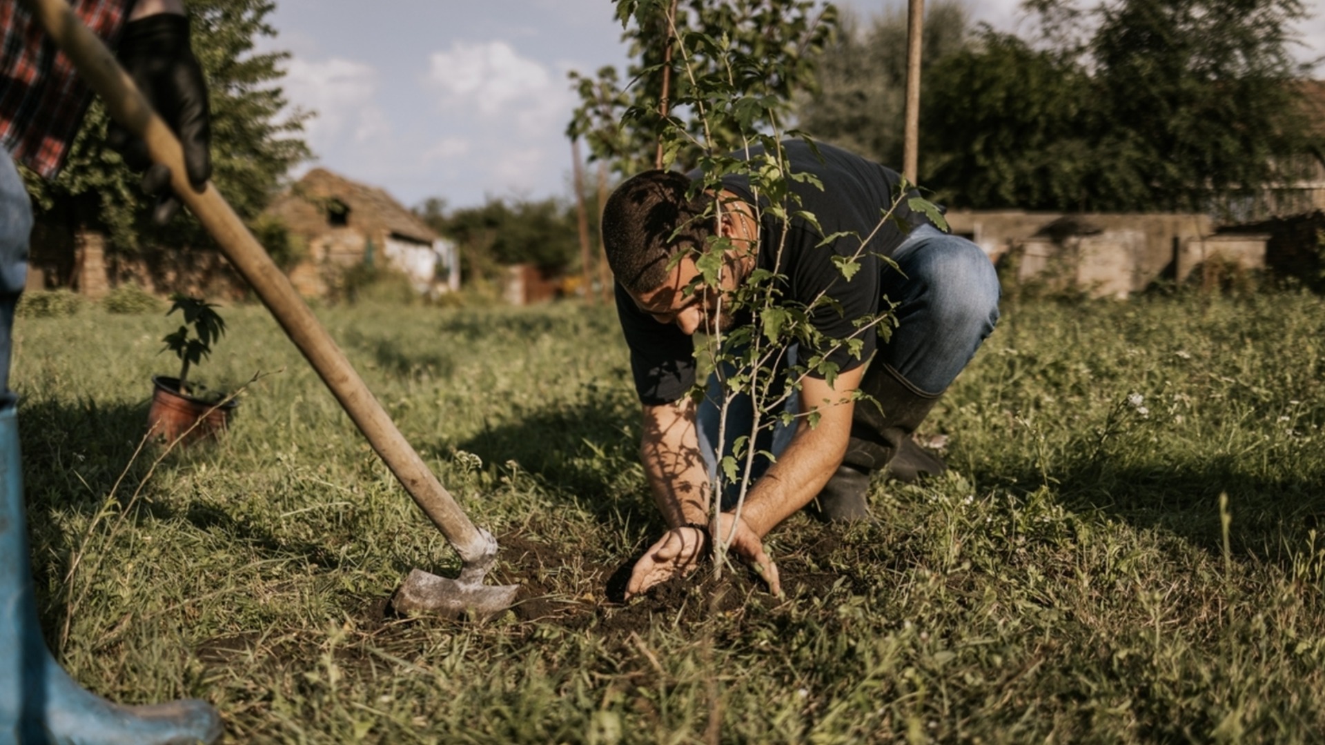 6 най-често срещани грешки при засаждане на овощни дървета