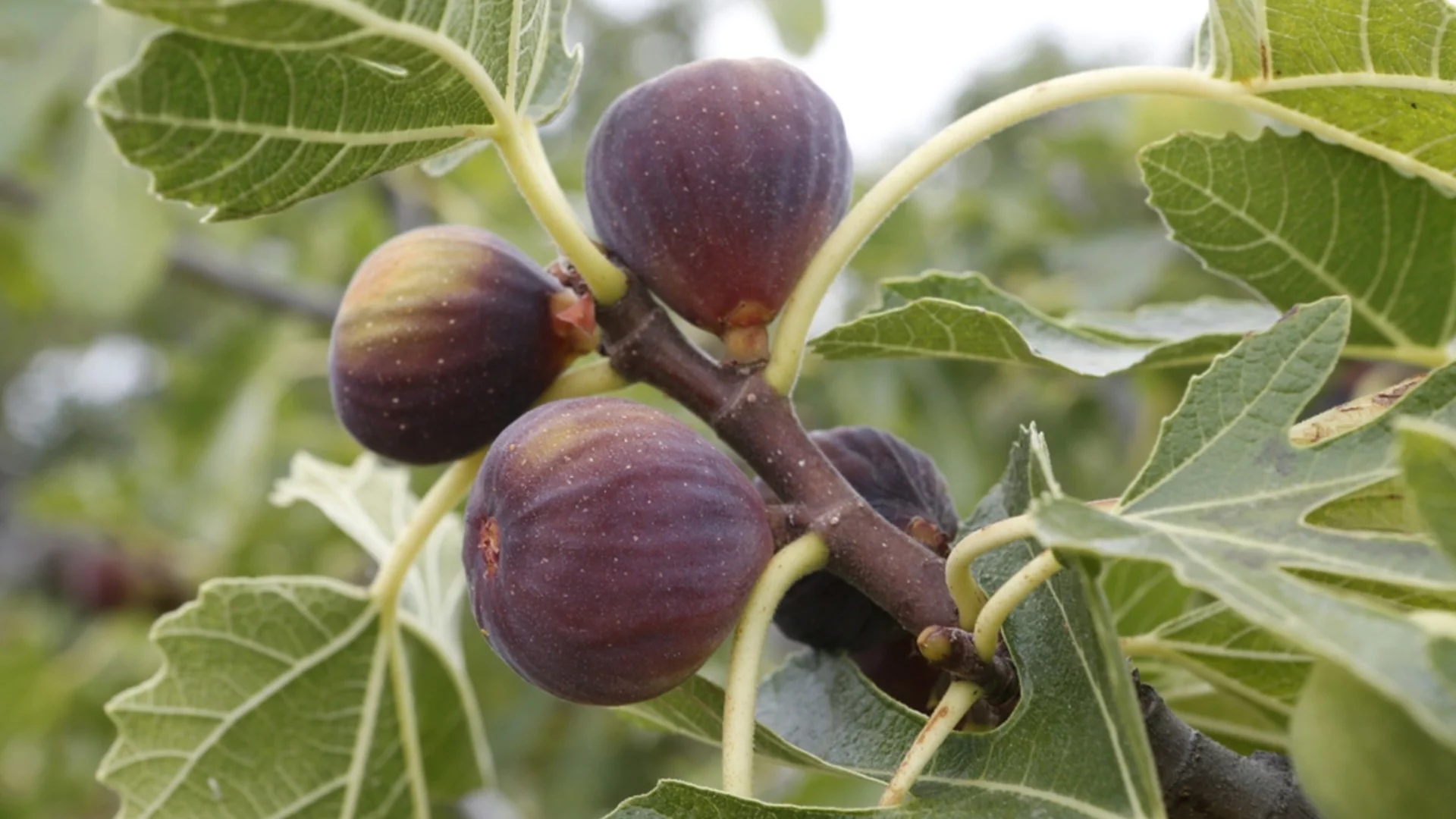 Самоопрашващи се овощни дървета, които сами дават изобилна реколта