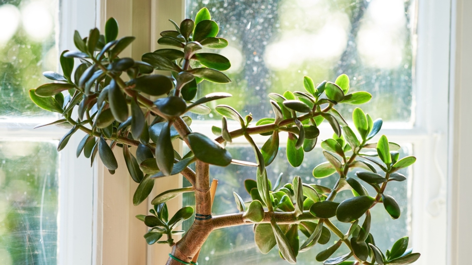 Как да пресаждате нефритено растение