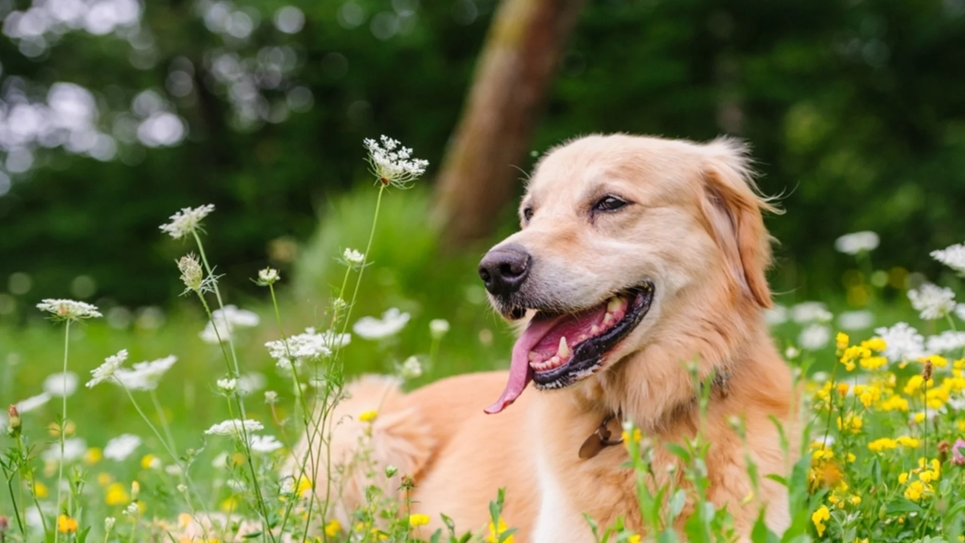 Приключихме ли със снега? Прогноза за времето до края на април 2026 г. 