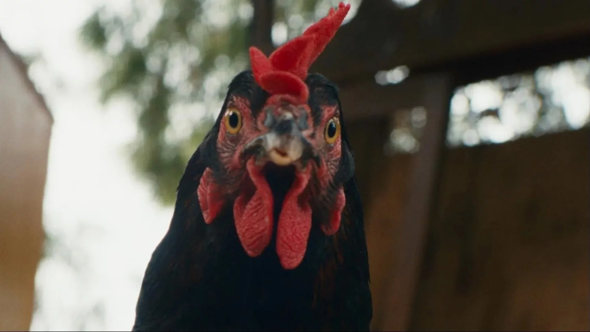 "Кокошка" на Дьорд Палфи тръгва по кината от 17 април