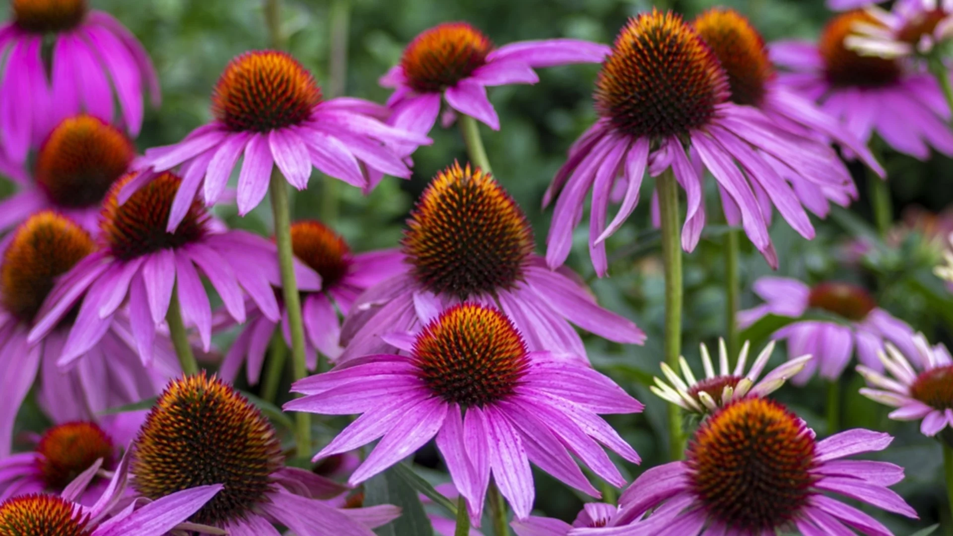 Как да отглеждаме и да се грижим за ехинацея