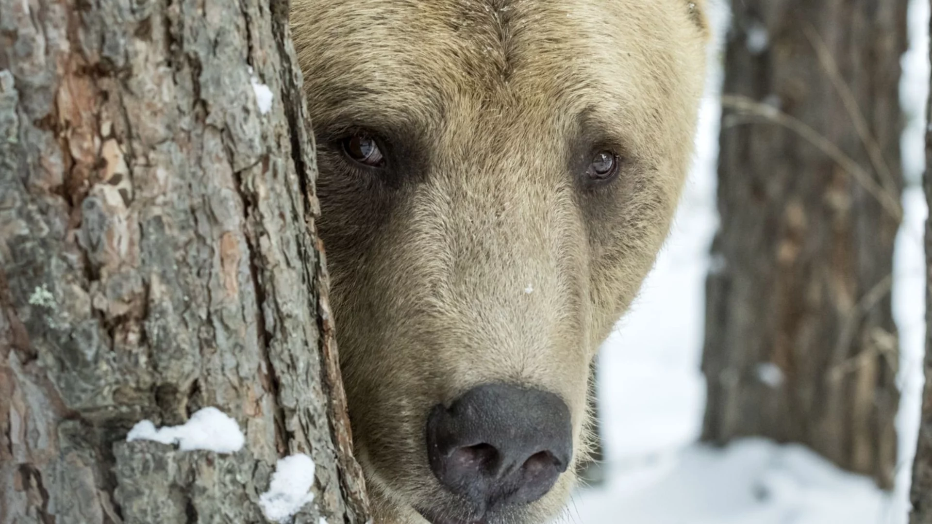 Някои от най-големите хищници на планетата се отказват от месото: Какво се случва