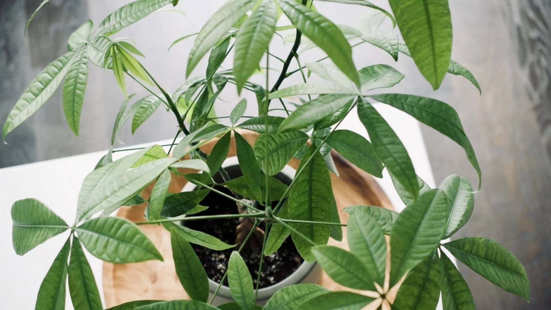 Колко често и как правилно да поливате паричното дърво