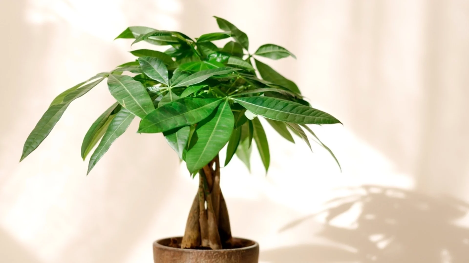 Засаждане и пресаждане на парично дърво