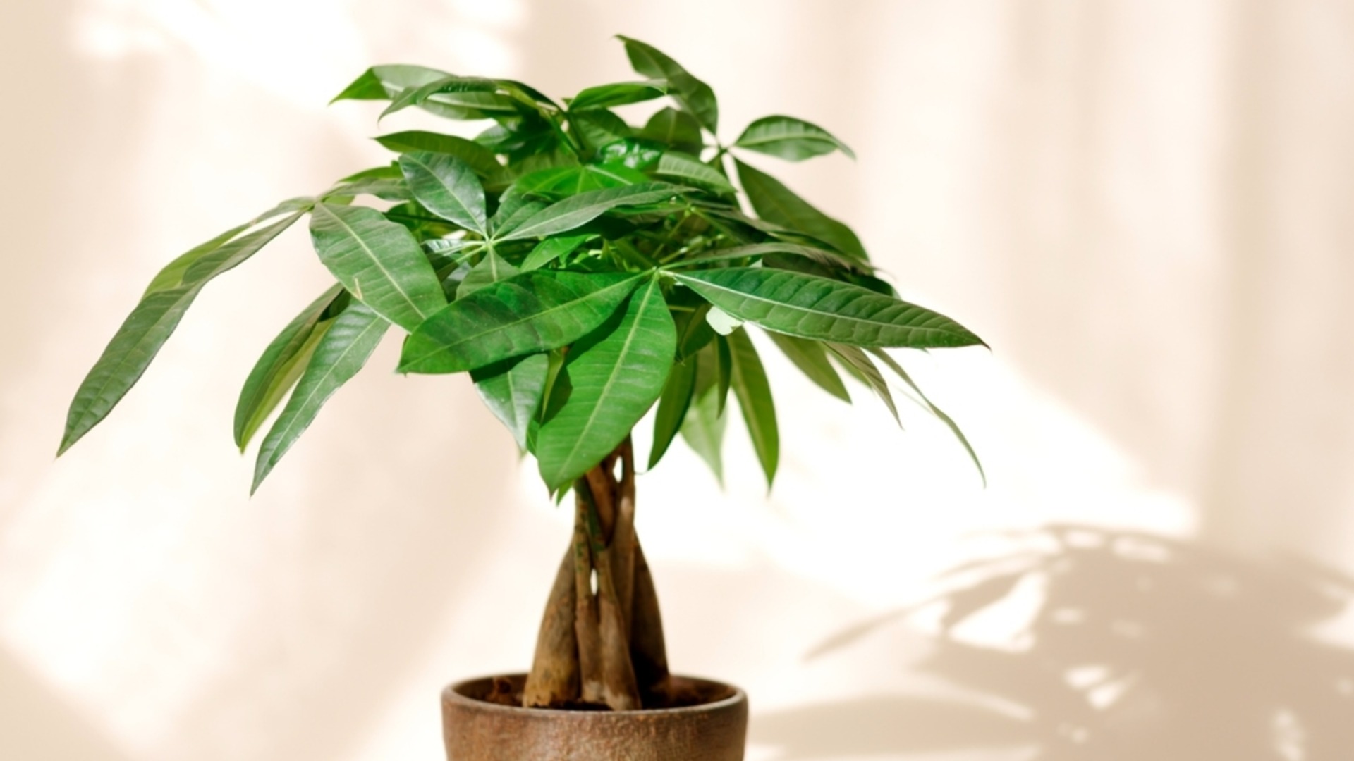 Как да размножите парично дърво