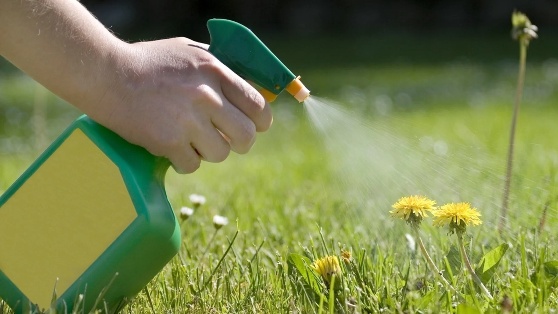 Убива ли врящата вода плевелите?