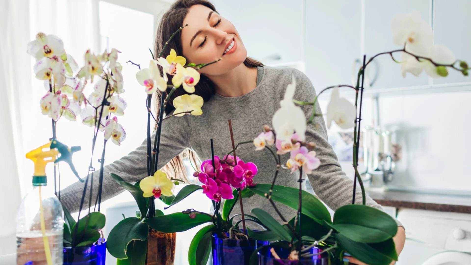 Само в такава саксия е правилно да отглеждате орхидея