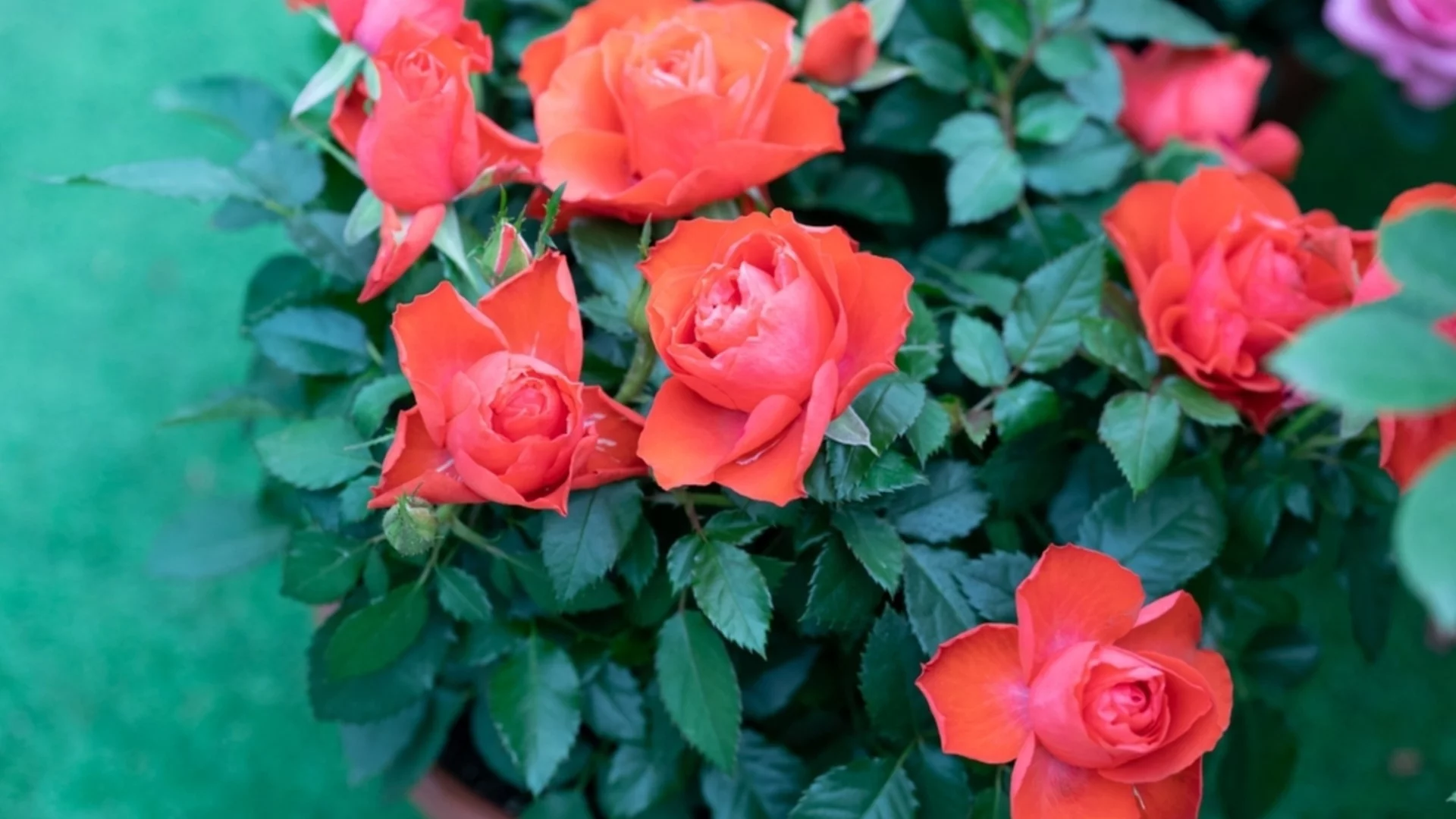 Правилото "9 часа", което всеки градинар трябва да спазва при отглеждането на рози