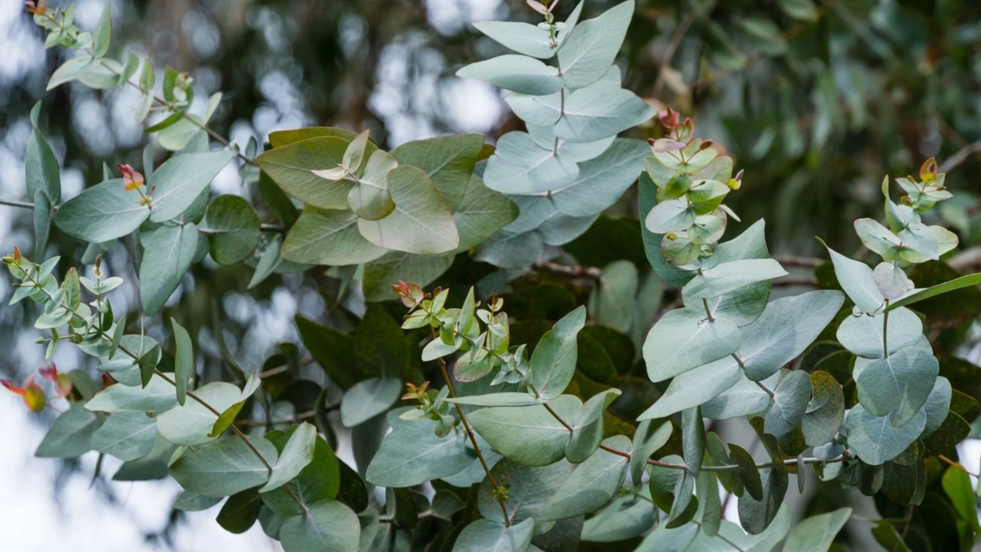 Как да отглеждате евкалиптови растения за красиви, ароматни листа