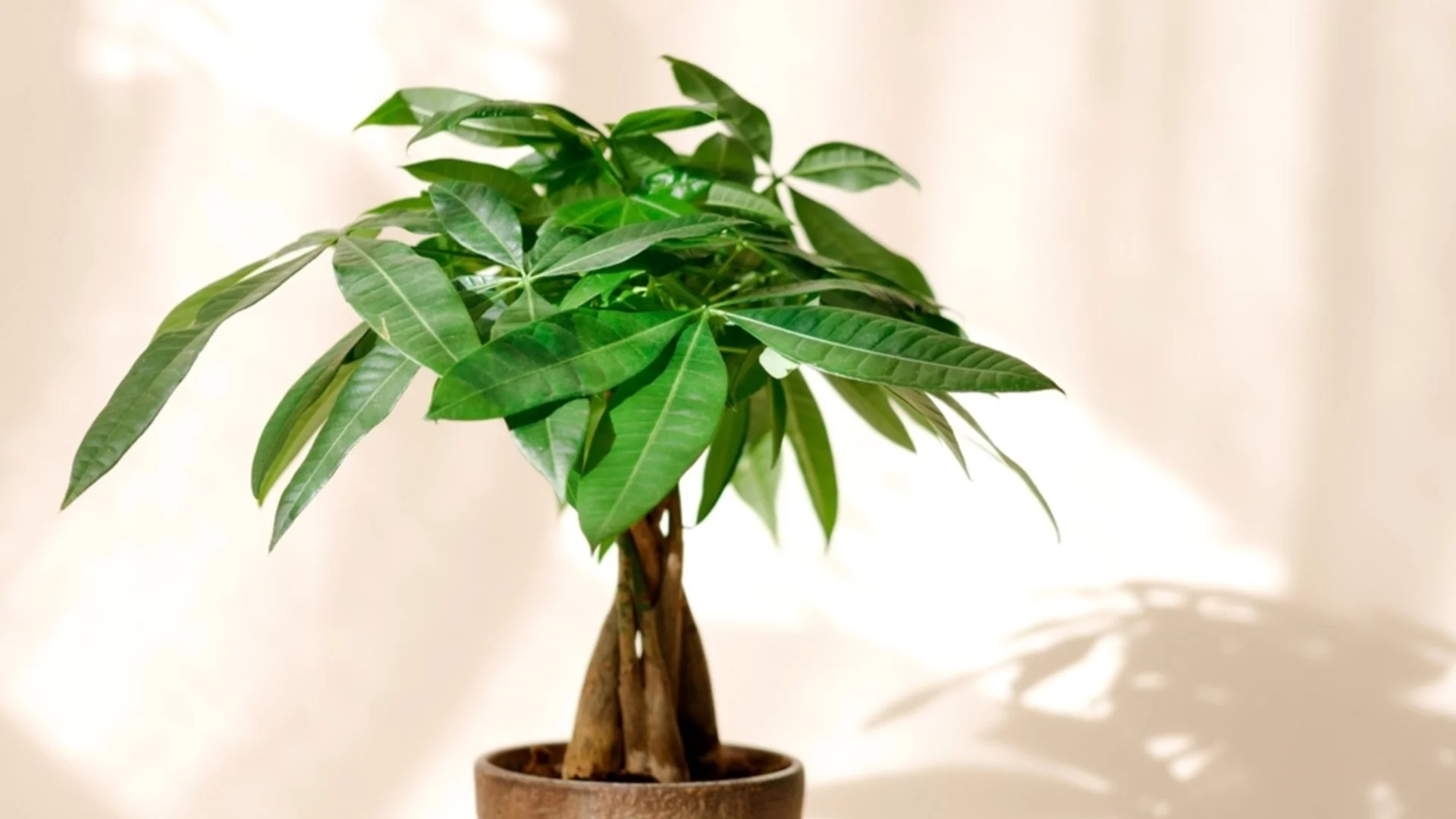 Как да отглеждаме и да се грижим за парично дърво