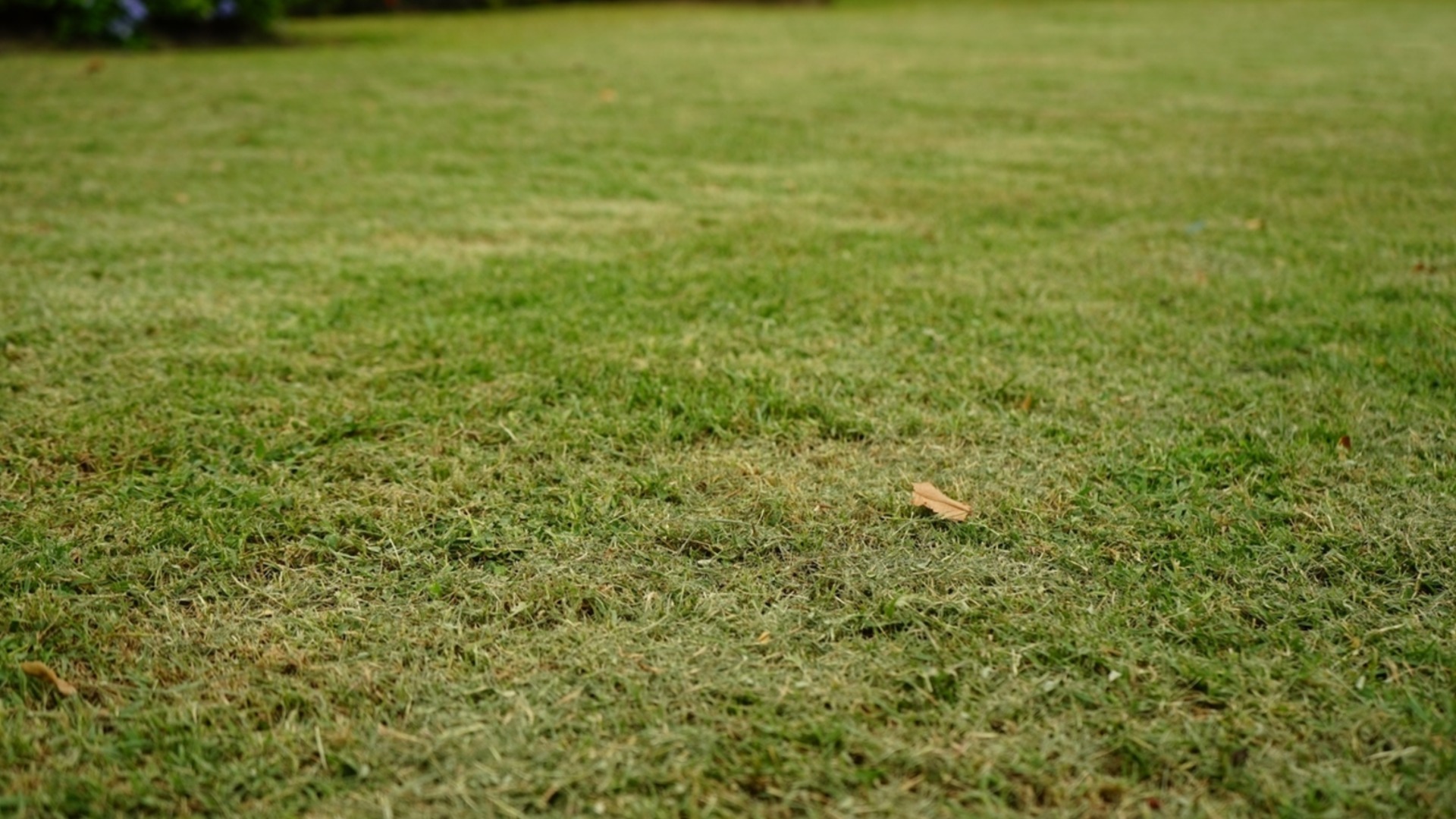 Кога е по-добре да косите тревата - преди или след дъжд