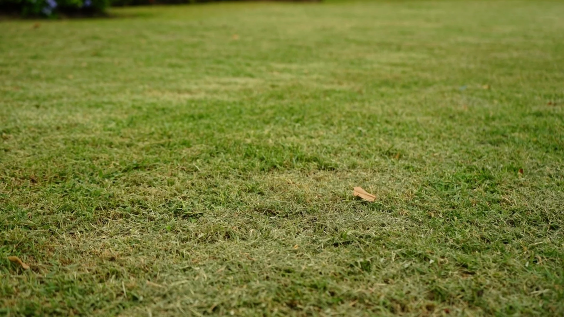 Кога е по-добре да косите тревата - преди или след дъжд