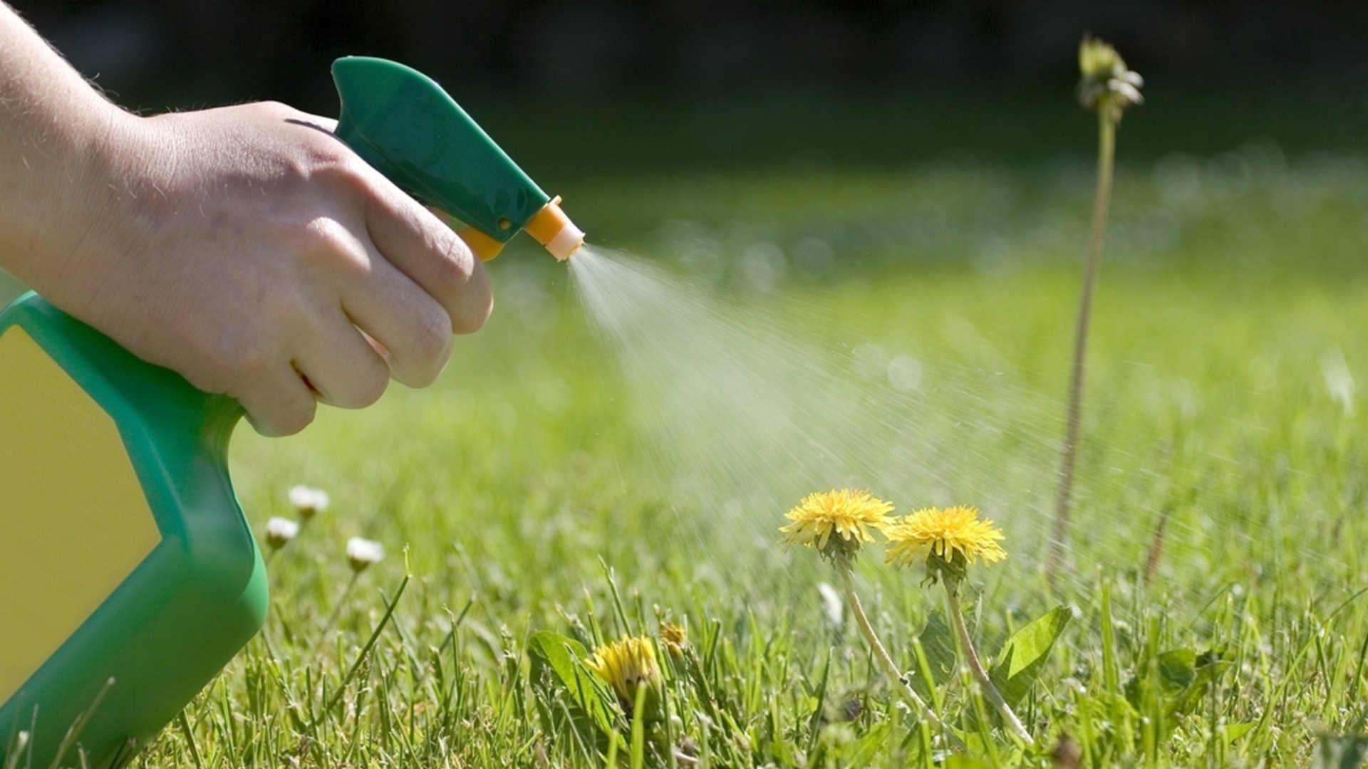 Плевелите вредни или полезни са за вашата морава?