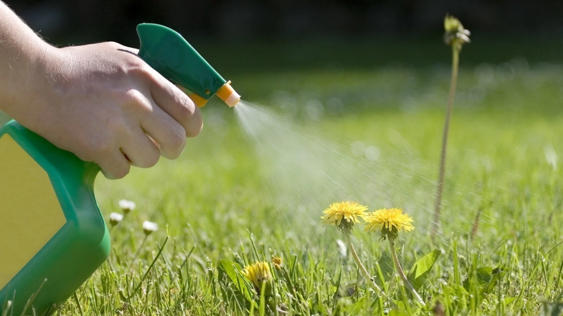 Плевелите вредни или полезни са за вашата морава?