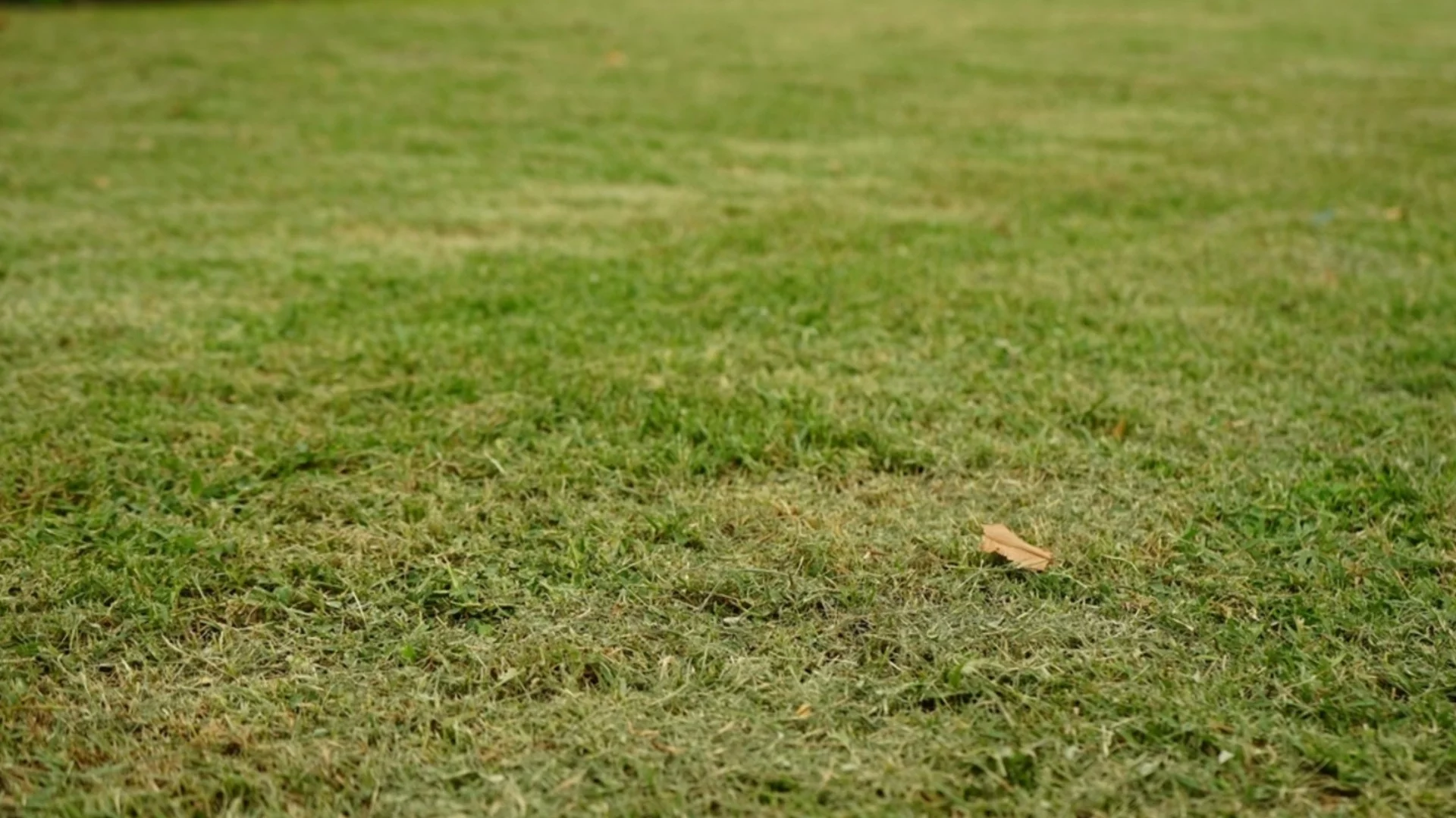 Можете ли да косите мокра трева?