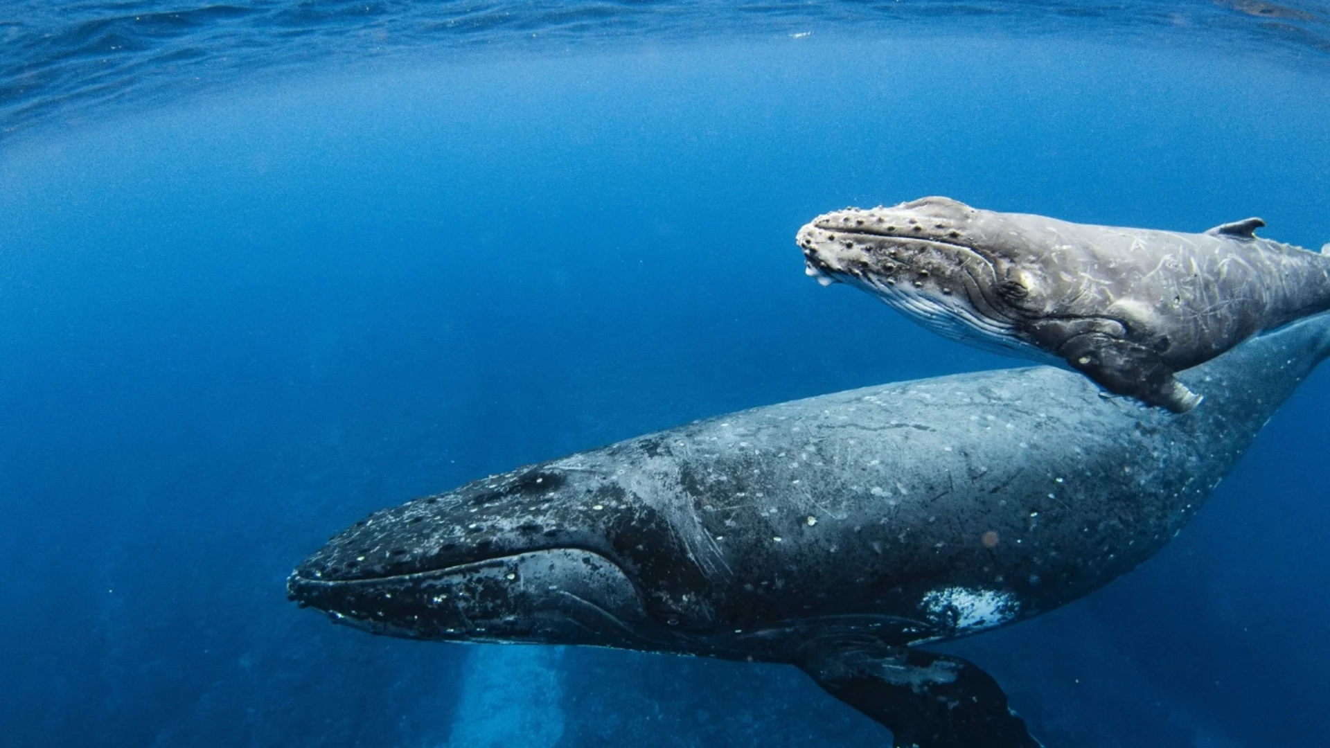 Ново проучване за езика на кашалотите изуми учените