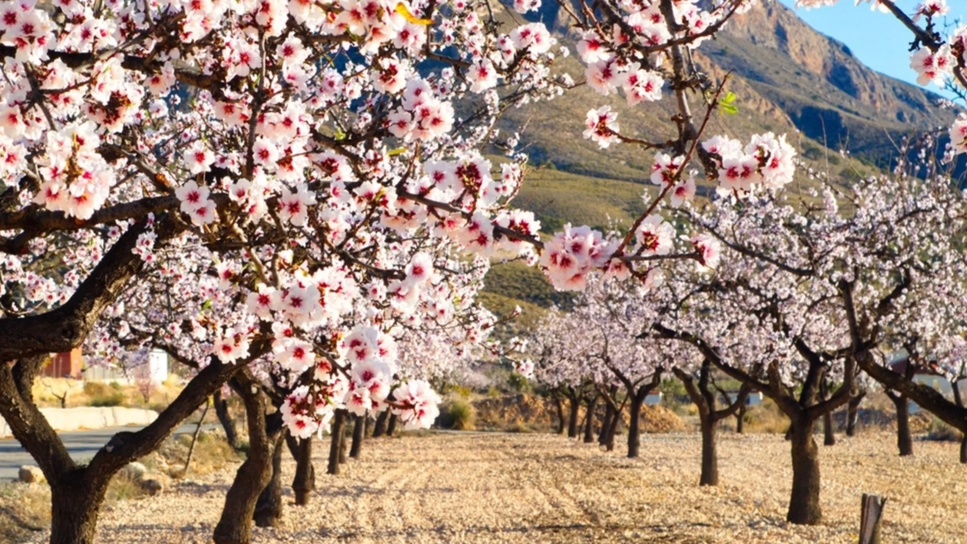 Старомоден лек за листни въшки, краста и вредители: Засадете това под овошките