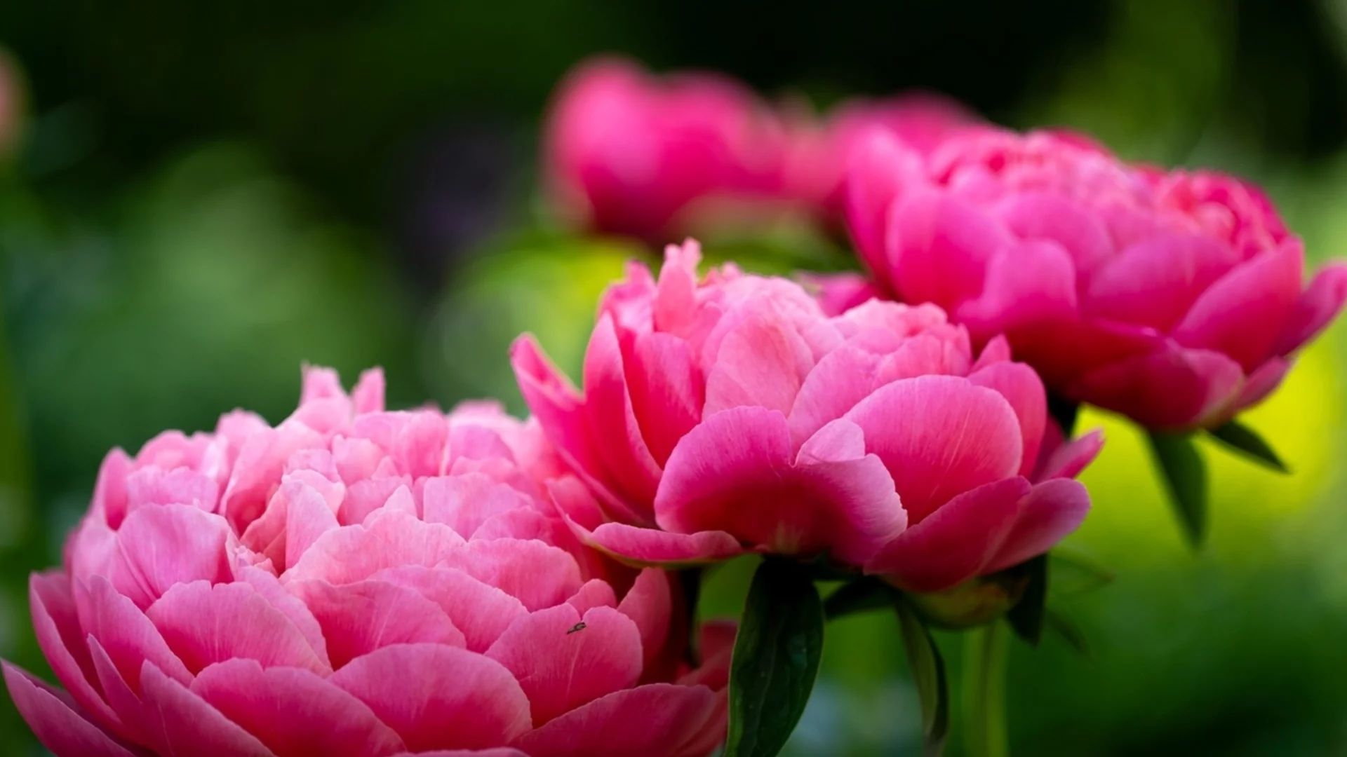 Как да отглеждате божури в саксия