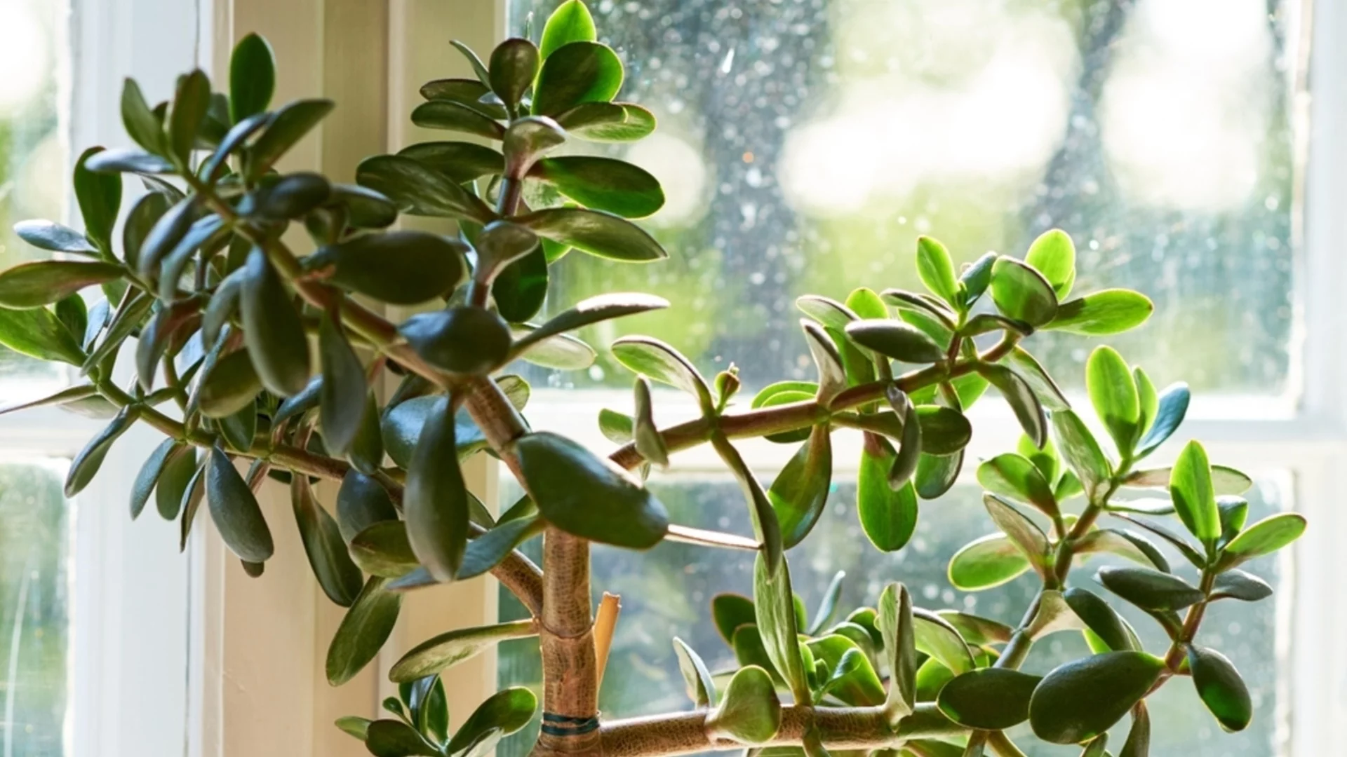 Как да съживите нефритено растение, така че да е здраво и да процъфтява отново