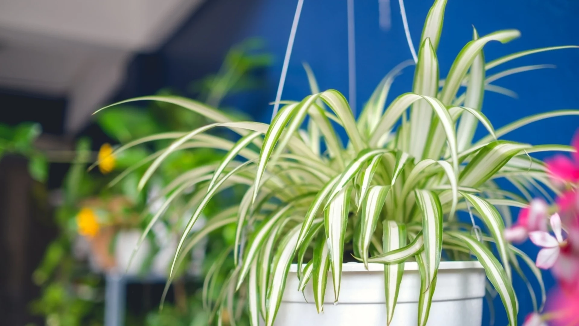 Как да се грижите за паяковото растение през пролетта