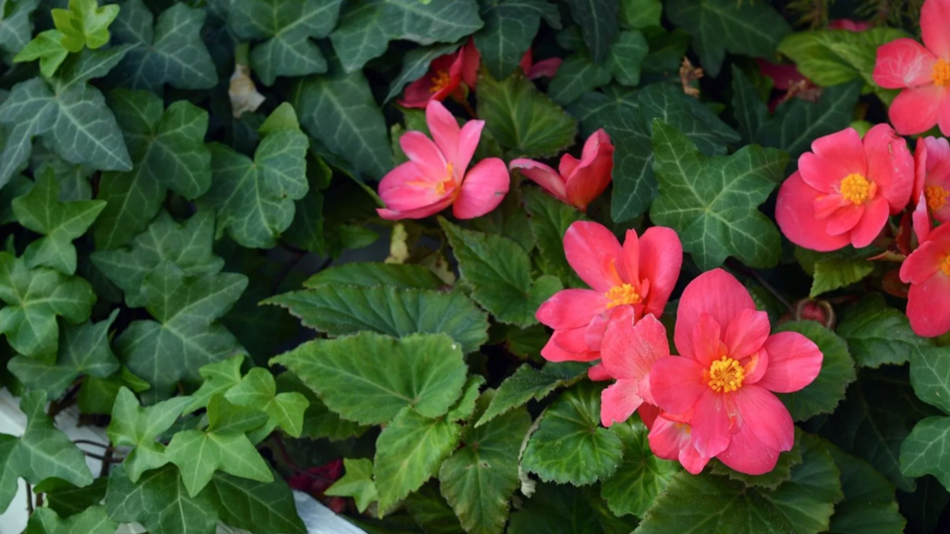 Това растение привлича акари и причинява мухъл - никога не го засаждайте в двора си