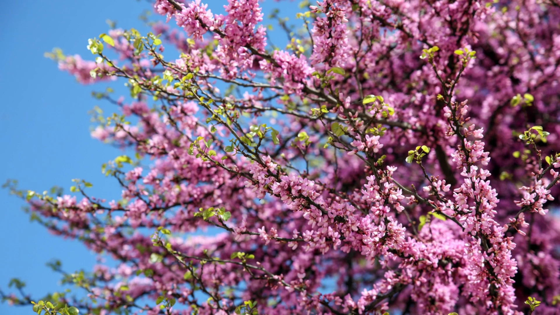 Прогноза за времето - 17 април 2026 г. (петък)