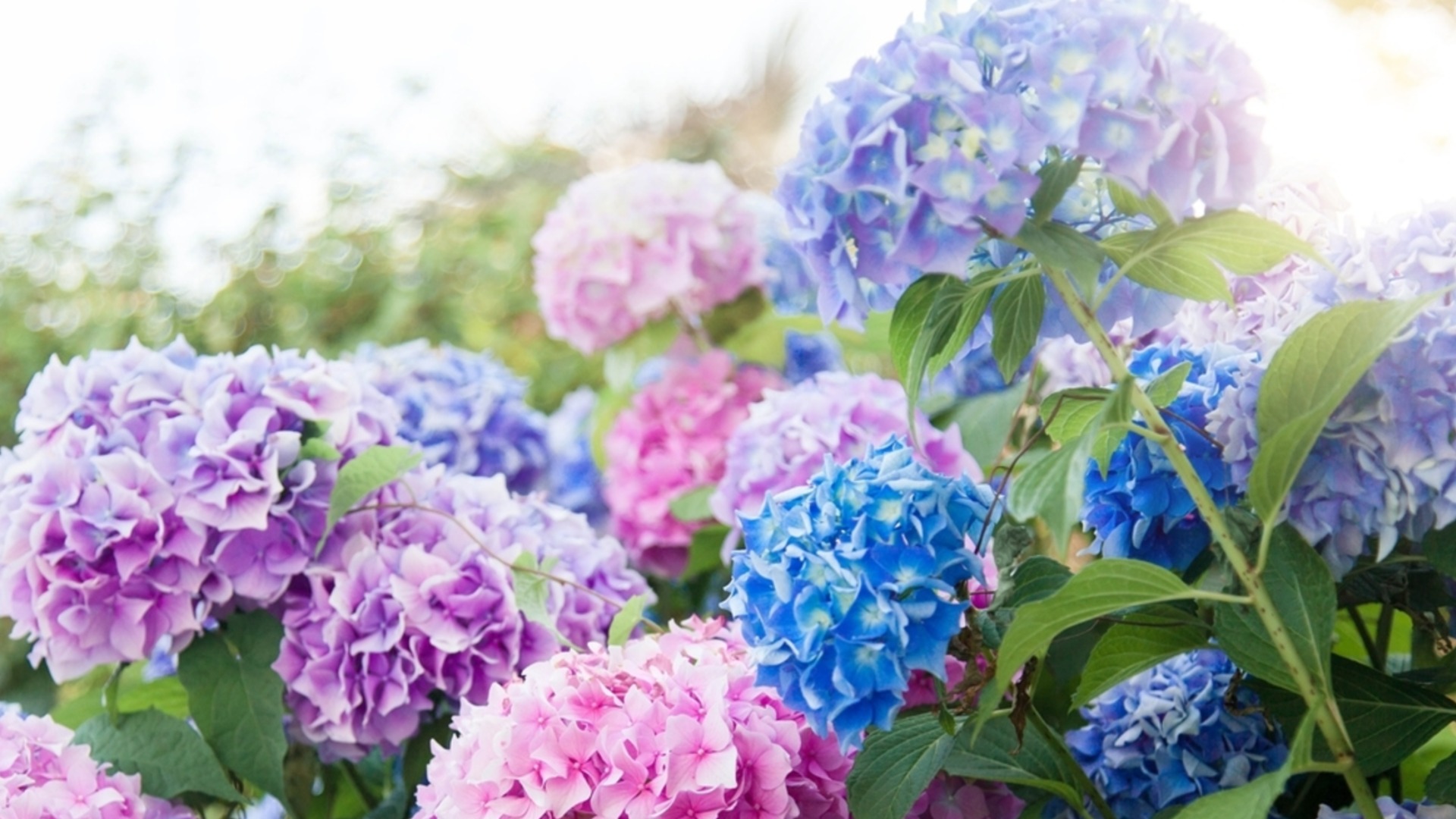 Как старите градинари дават силен старт на хортензиите през април