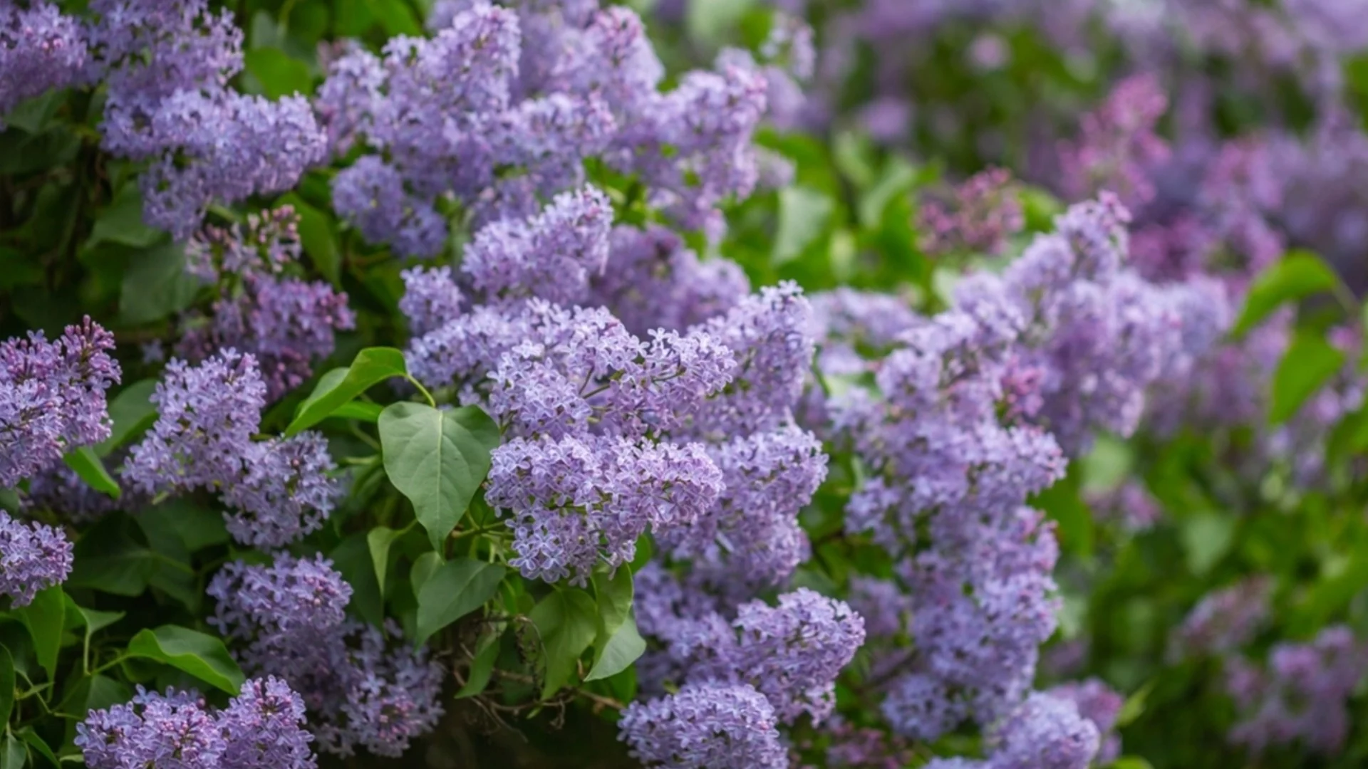 5 растения, за които ще съжалявате, че сте ги подрязали през април