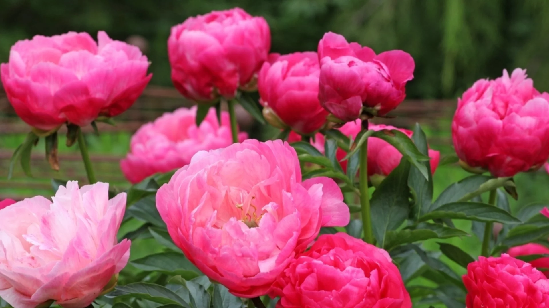 Фатална греша, която допускат и опитните градинари с божурите през април