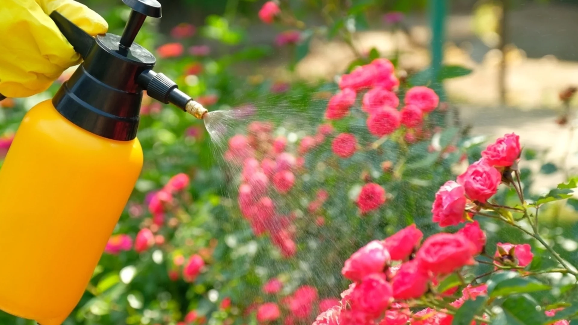 Бавнорастящи цветя, които трябва да започнете рано – или няма да цъфтят тази година