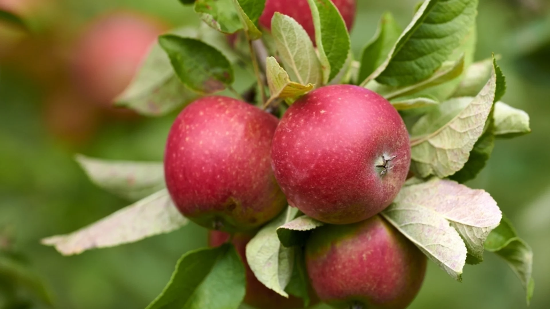 Растения, които да отглеждате до ябълкови дървета за по-малко вредители и по-богата реколта