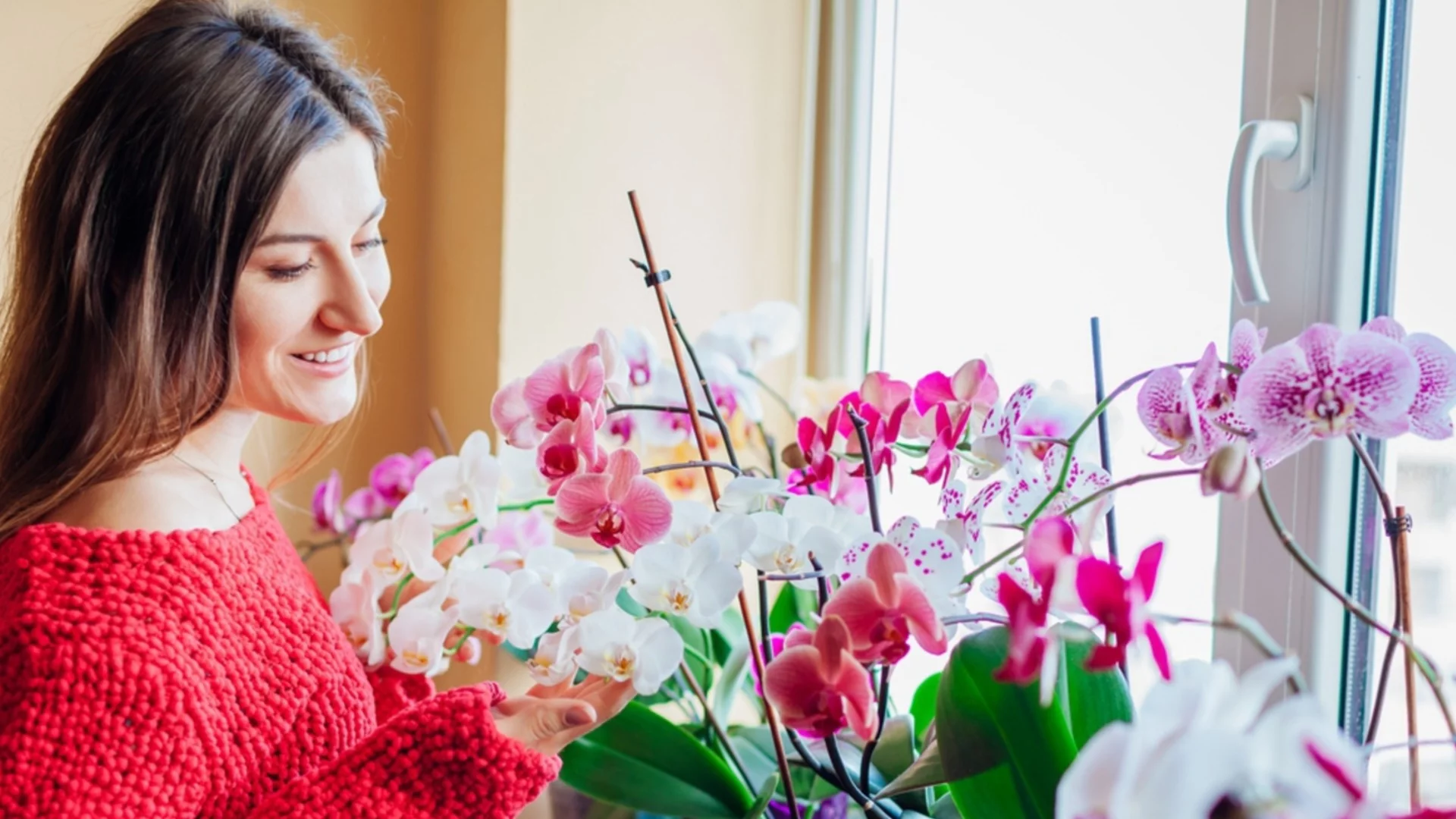Направете това с орхидеите през април за максимален цъфтеж