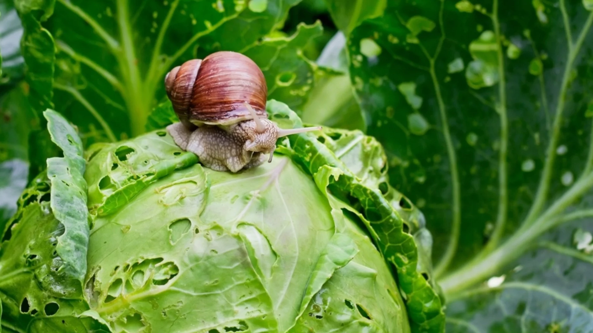 Засадете това растение в градината си и ще забравите за охлювите за дълго време