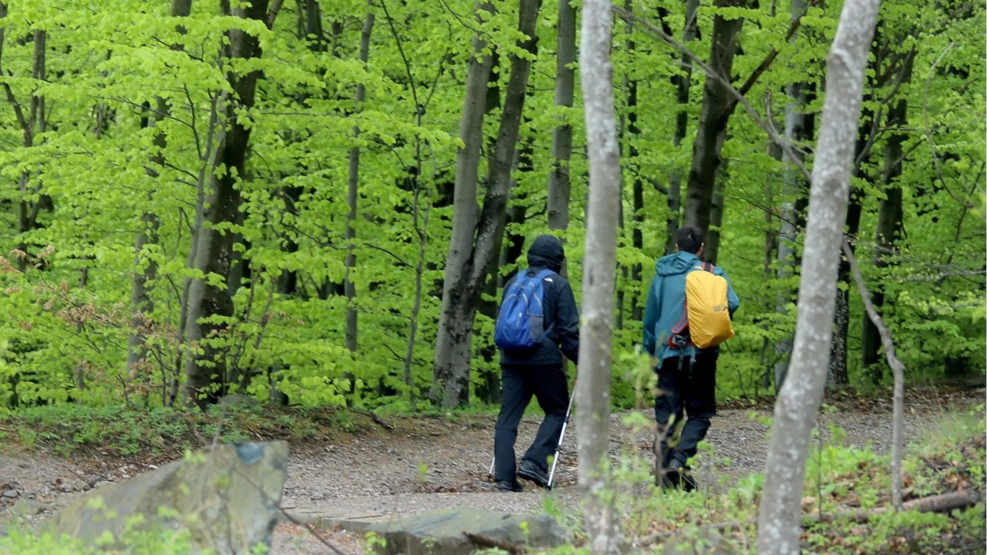 Продължава издирването на изчезнал мъж на Витоша