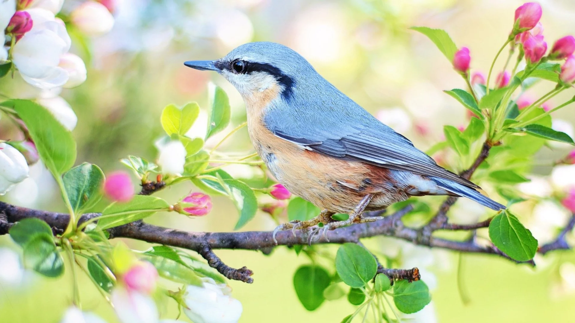 20-26 април: Птичето на късмета ще посети 4 зодии през новата седмица