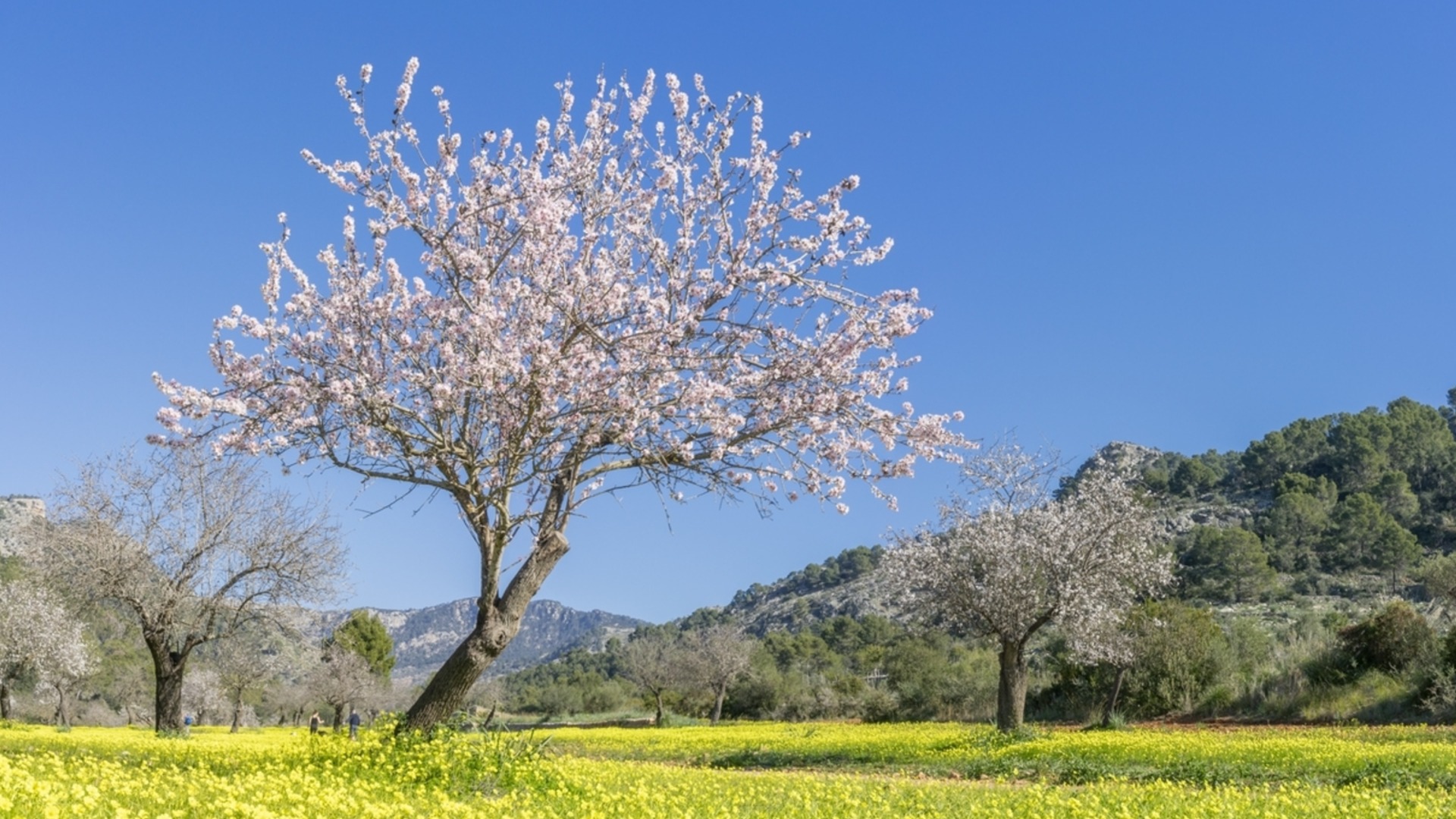 20-26 април: Парите ще растат по дърветата за 3 зодии през новата седмица