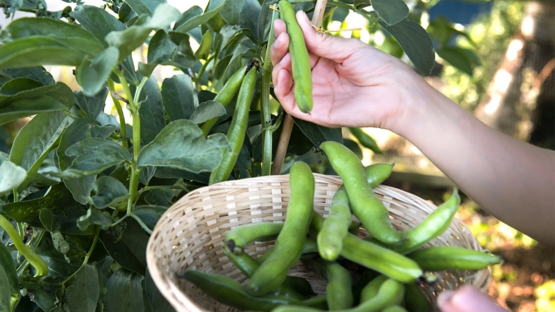 Растения-компаньони, които помагат на фасула да расте по-добре